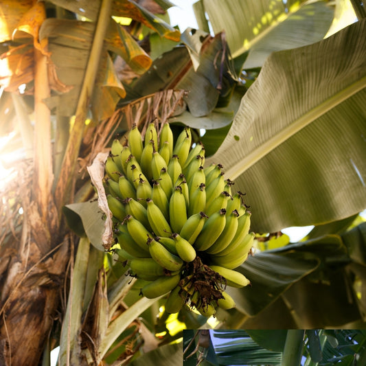 Pisang Lampung