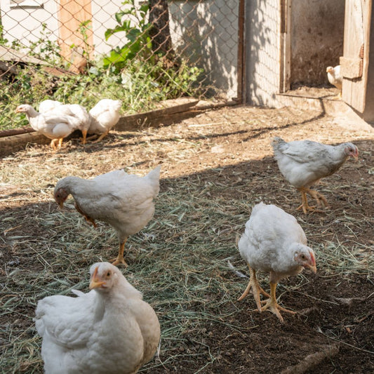 Ayam Probiotik Ken Agro