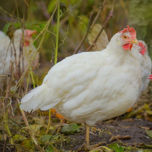 Ayam Herbal Probiotik Potong