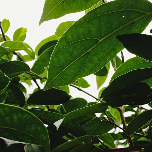 Daun Cincau Hijau