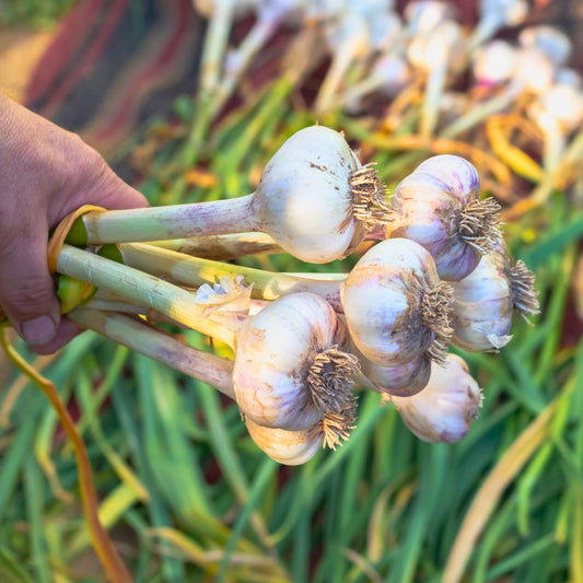 Bawang Putih Bubuk Essenli