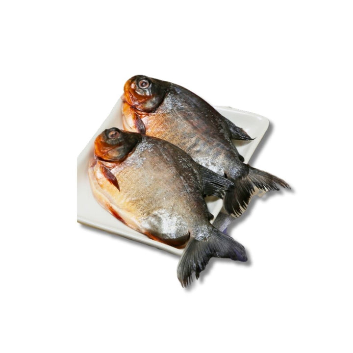 Ikan Bawal Udadi Fish