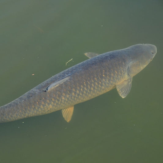 Ikan Emas Udadi Fish