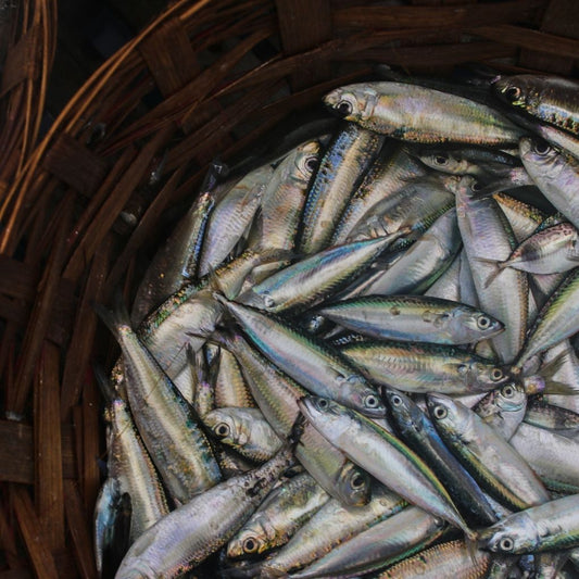 Ikan Kembung Banjar Utuh Bersih [WGGS]