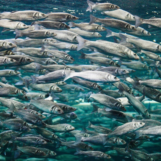 Ikan Tenggiri Utuh Bersih [WGGS]