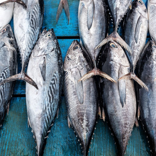 Tuna Saku Udadi Fish