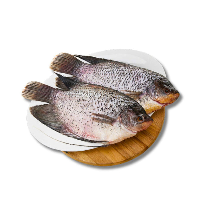 Ikan Gurame Pojur