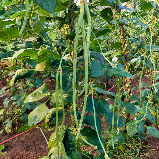 Kacang Panjang