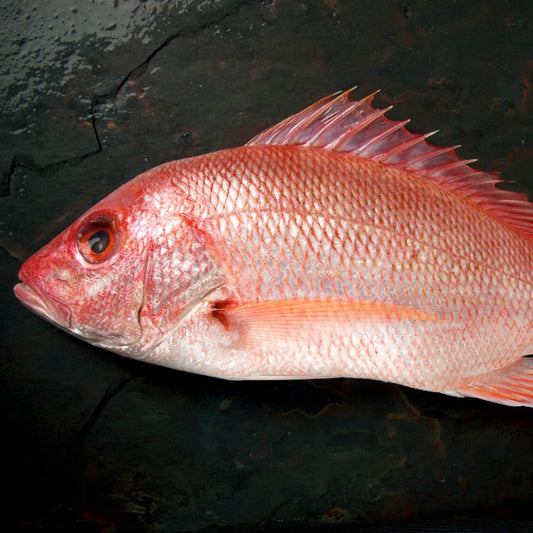 Ikan Kakap Merah Fillet Pojur