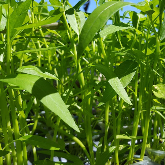 Kangkung