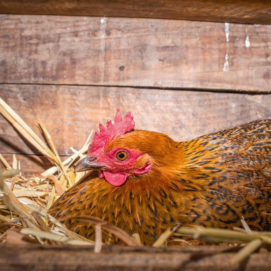 Kulit Ayam Probiotik Ken Agro