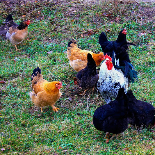 Telur Ayam Kampung