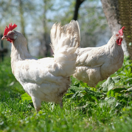 Paha Bawah Ayam Herbalprobiotik