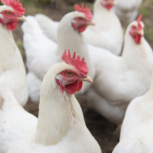 Paha Atas Ayam Herbal Probiotik