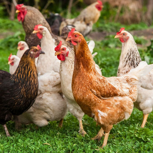 Ayam Kampung Bakar Rempah QV