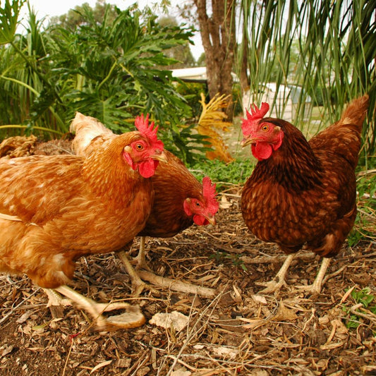 Ayam Kampung Ungkep QV