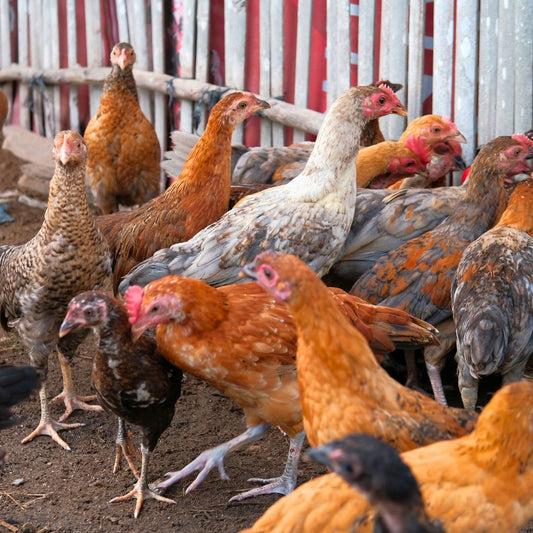 Ayam Kampung Potong QV