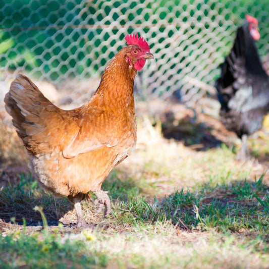 Ayam Kampung Kalasan QV