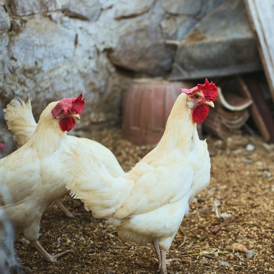 Ati Ampela Ayam Bintang Organik