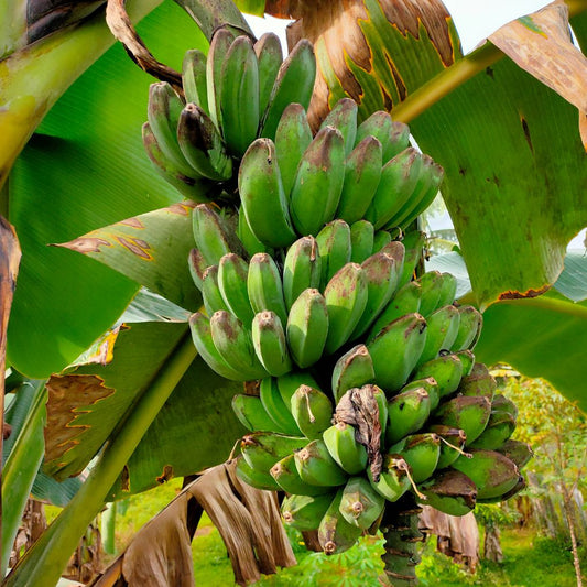 Pisang Kepok Mengkal