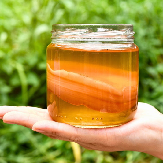 Kombucha Parasheyhat Temu Mangga