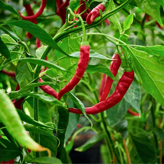 La Sambal Bumbu Pecel Sedang