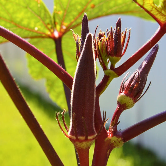 Okra Merah