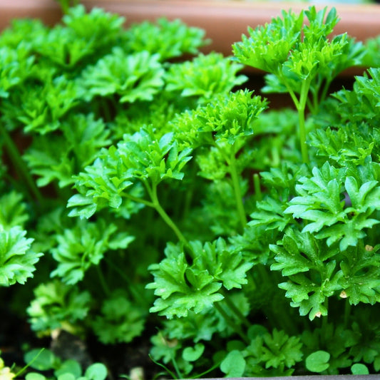 Parsley Kering Essenli