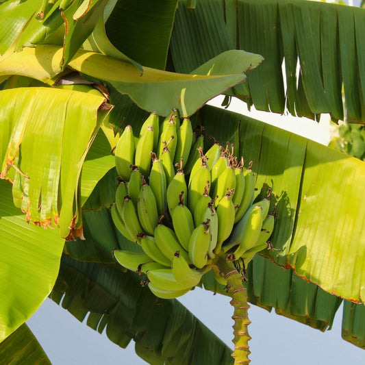 Pisang Ambon Lumut M