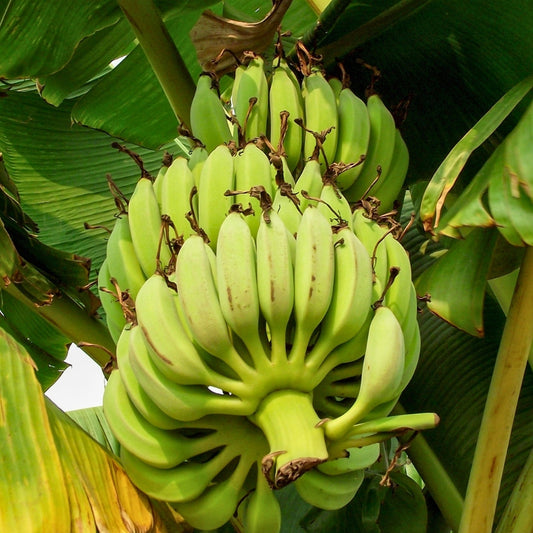 Pisang Ambon Lumut Mengkal