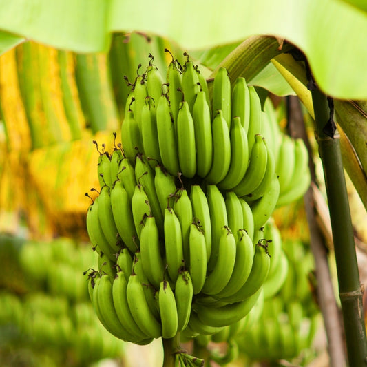 Pisang Ambon Lumut S