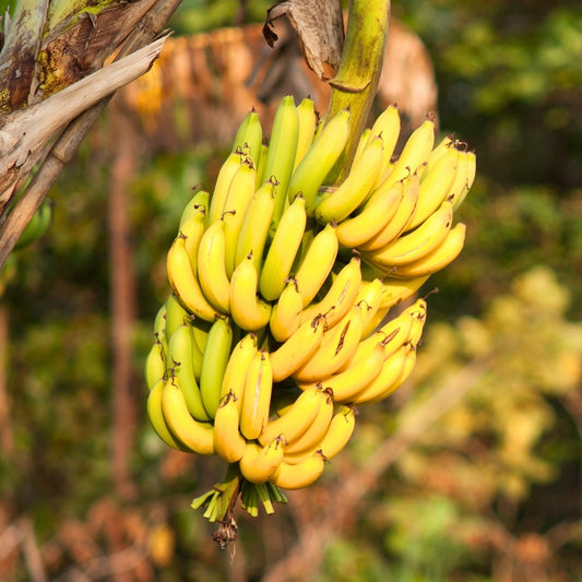 Pisang Lampung