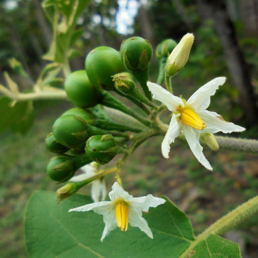 Takokak