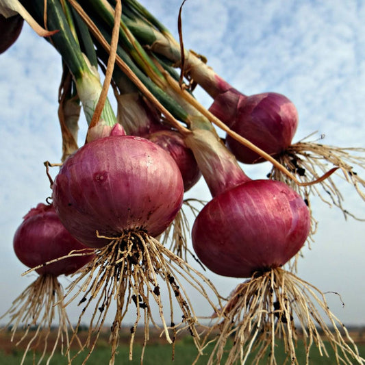 Bawang Merah Bubuk Essenli