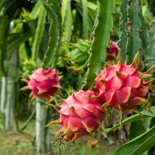 Buah Naga Merah