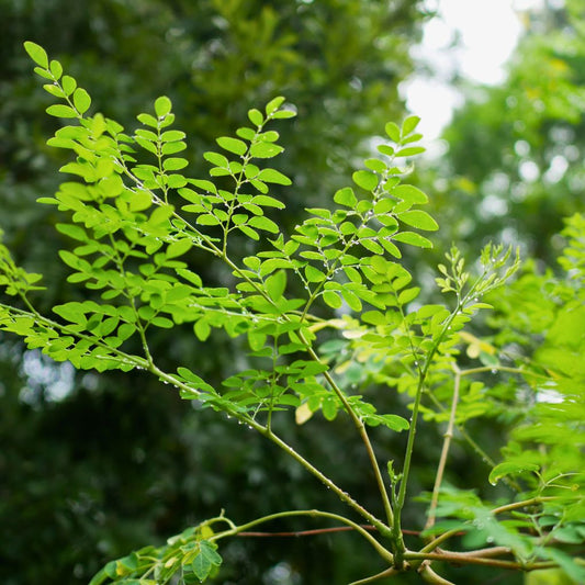 Bubuk Daun Kelor