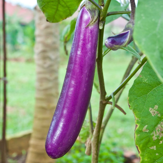 Terong Ungu