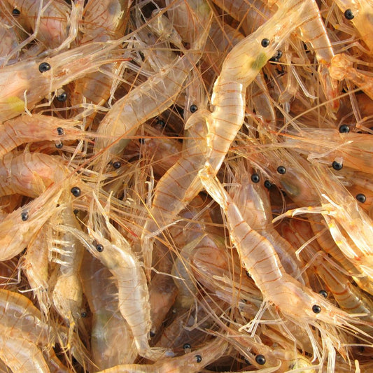 Udang Rebon