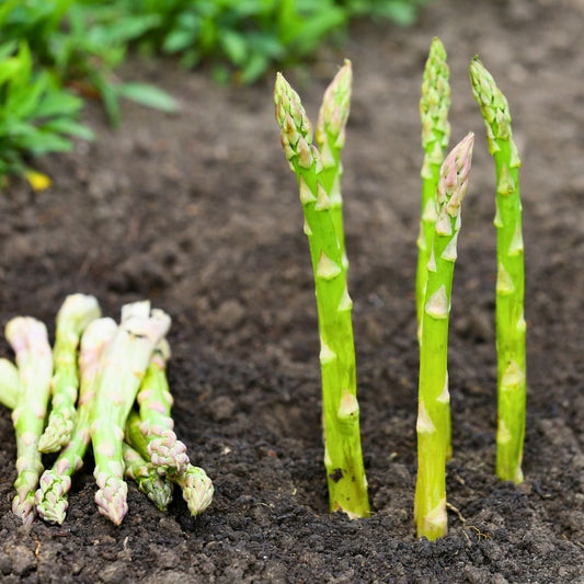 Asparagus Organik