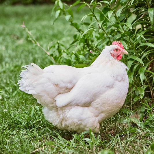 Ayam Bumbu Kalasan