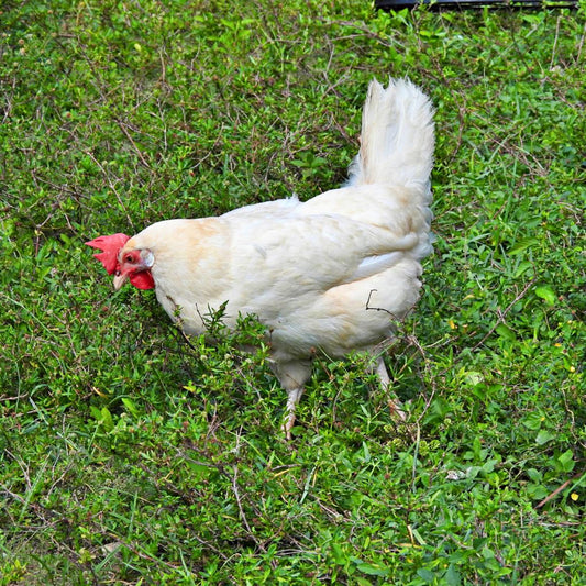 Ayam Bumbu Kuning