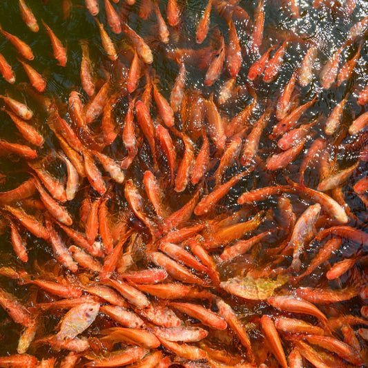 Nila Merah Fillet Proteina