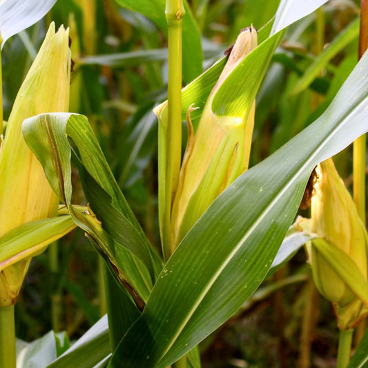 Jagung Manis Kulit