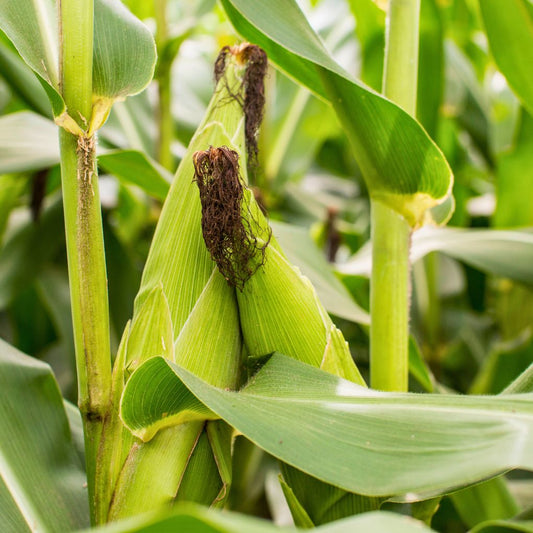 Jagung Manis Kupas