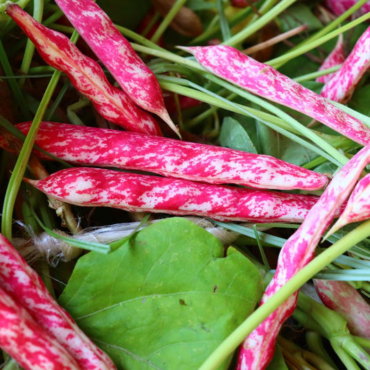 Kacang Merah Kupas