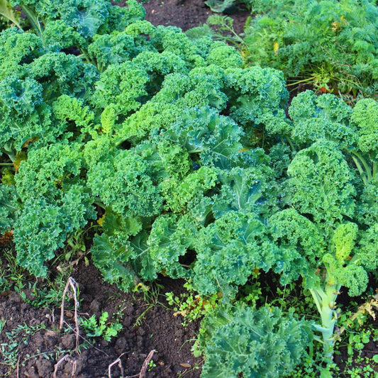 Kale Curly Green