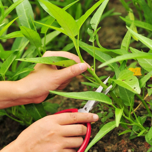 Kangkung