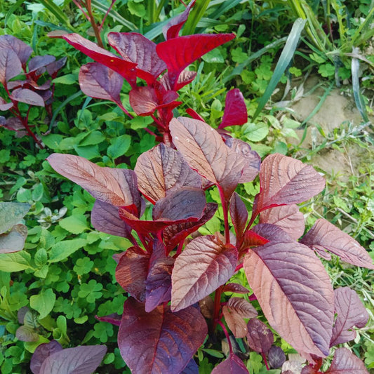 Bayam Merah Organik