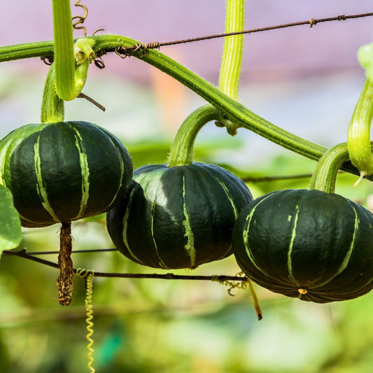 Kabocha Hijau