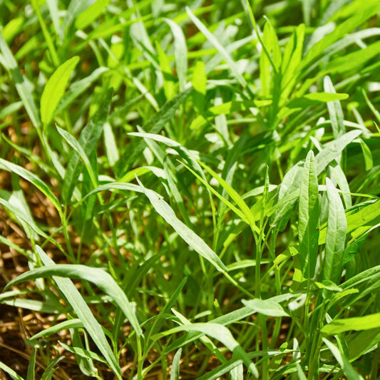 Kangkung